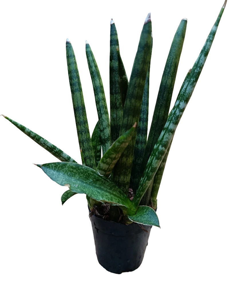 Sansevieria Sp Mini Ø6 Planta De Interior Muy Resistente
