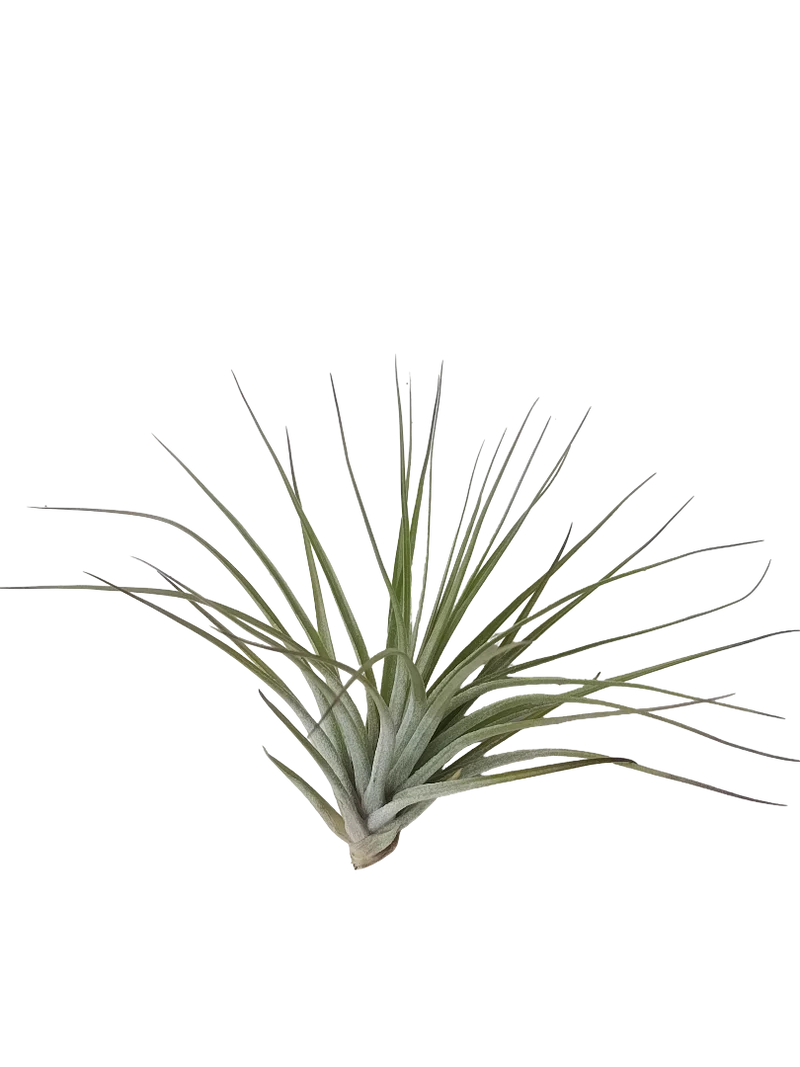 Tillandsia Petropolis Planta Natural Clavel Del Aire