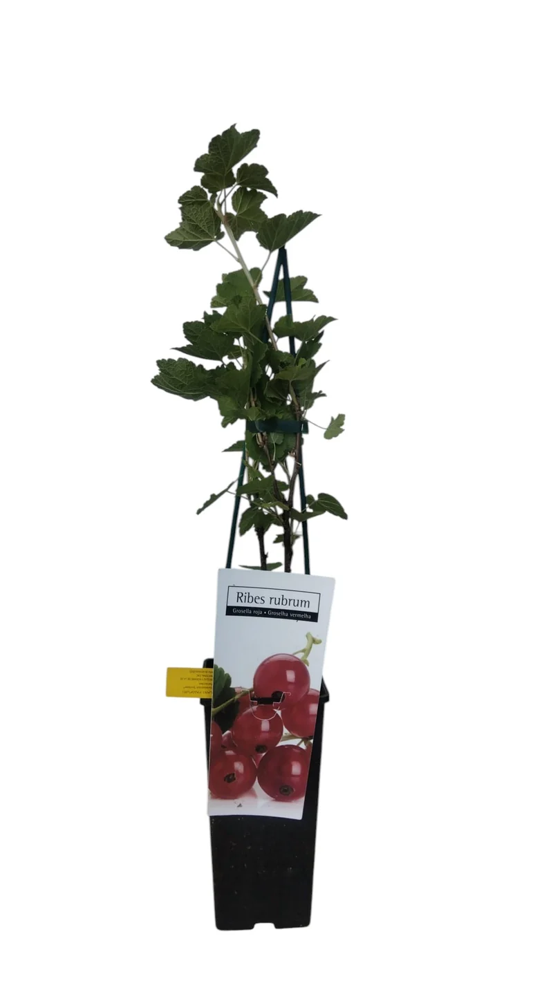 Frutal Grosella Rojo Maceta 70 CM