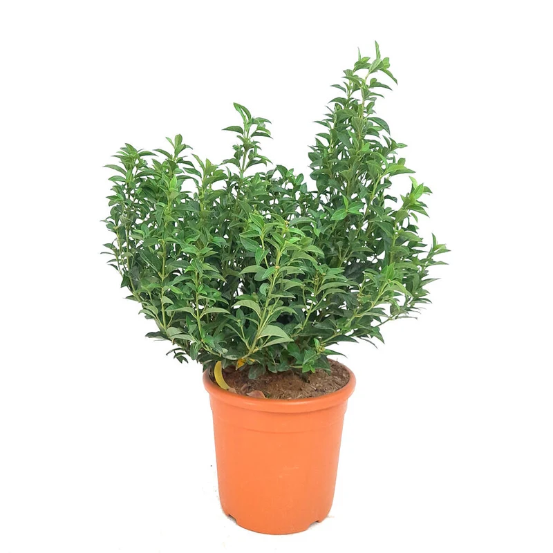 Viburnum Tinus M22 60cm (durillo)