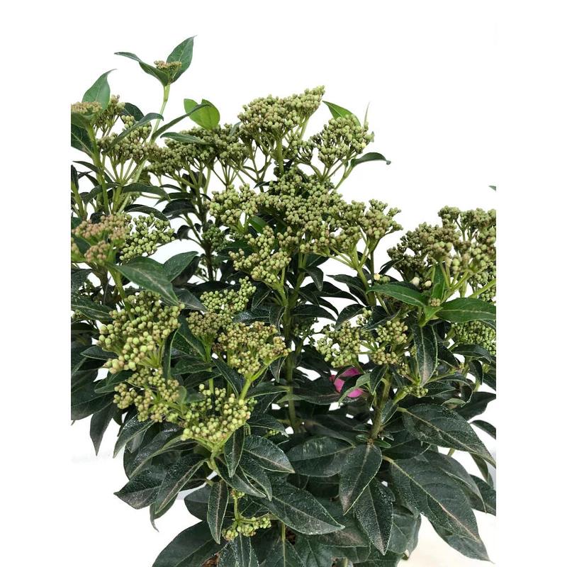 Viburnum Tinus M22 60cm (durillo)