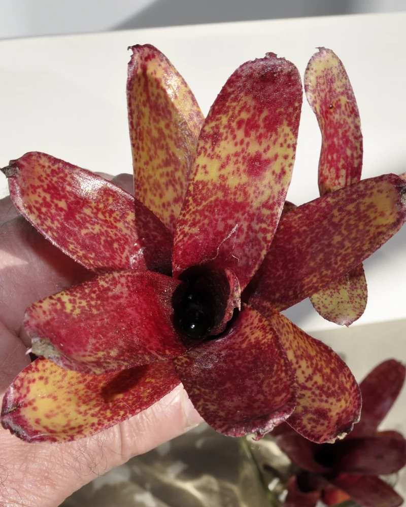 Neoregelia 'Red Waif'; bromelia colorida, ideal para terrarios; Curiosarium; altura 14 cm, diámetro 10 cm, sin sustrato