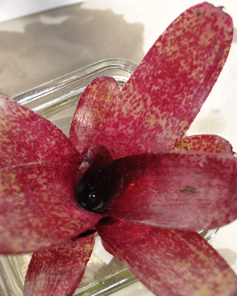 Neoregelia 'Red Waif'; bromelia colorida, ideal para terrarios; Curiosarium; altura 14 cm, diámetro 10 cm, sin sustrato