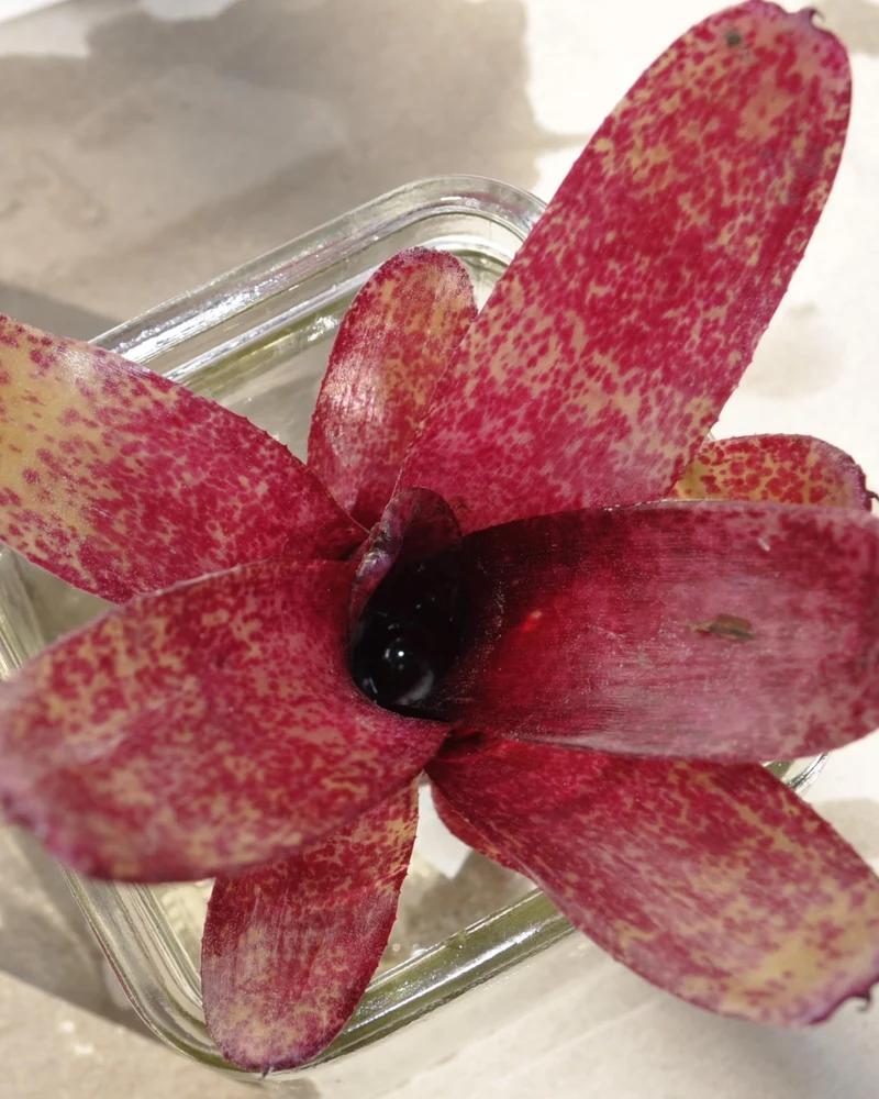 Neoregelia 'Red Waif'; bromelia colorida, ideal para terrarios; Curiosarium; altura 14 cm, diámetro 10 cm, sin sustrato