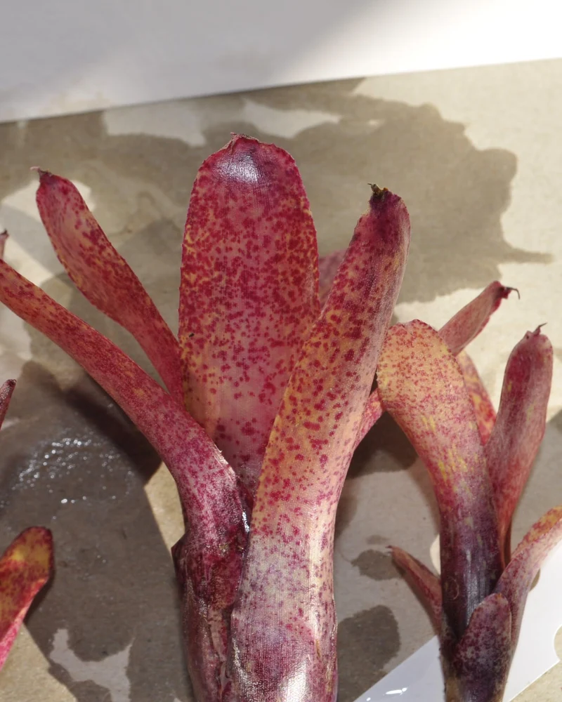 Neoregelia 'Red Waif'; bromelia colorida, ideal para terrarios; Curiosarium; altura 14 cm, diámetro 10 cm, sin sustrato