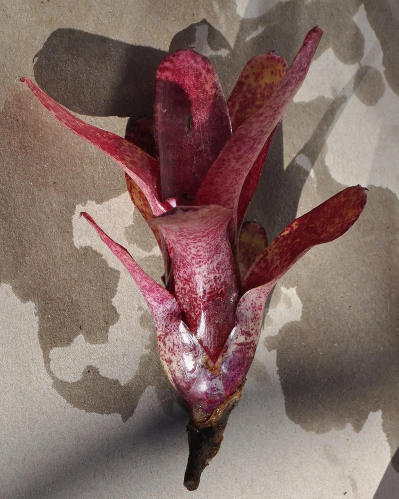Neoregelia 'Red Waif'; bromelia colorida, ideal para terrarios; Curiosarium; altura 14 cm, diámetro 10 cm, sin sustrato