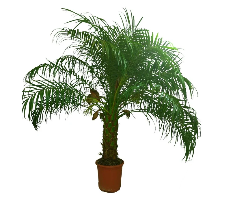 Phoenix Roebelenii M25 110cm