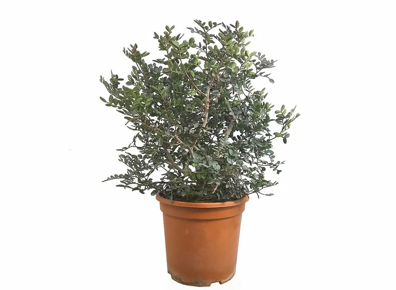 Pistacia Lentiscus M24 (entina O Mata Charneca)