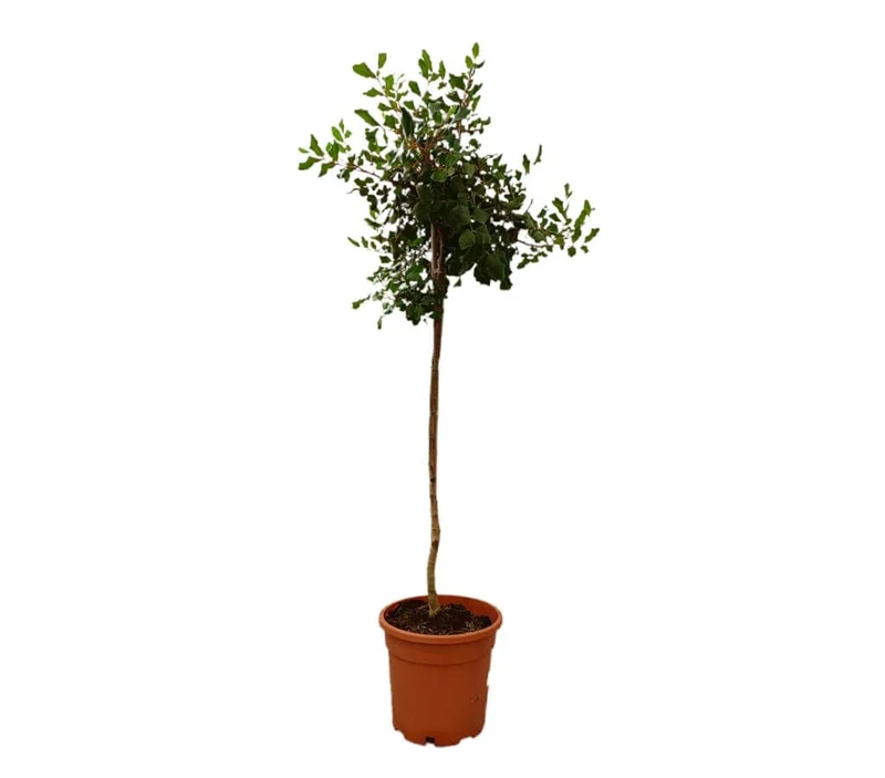 Ceratonia Siliqua Copa M25 120-130cm
