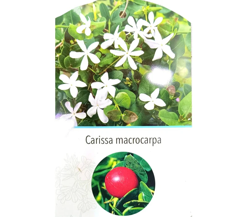 Carissa Macrocarpa M22 30cm
