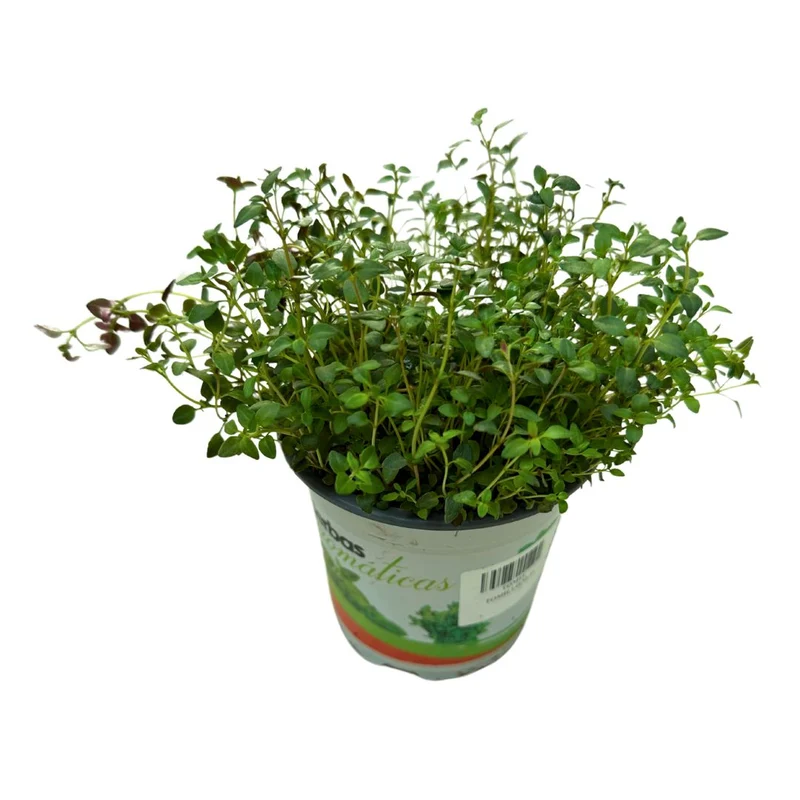Tomillo Planta Aromática Y Medicinal (thymus Vulgaris) Maceta 11cm
