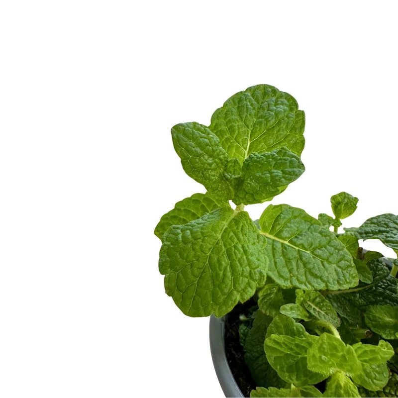 Hierbabuena Planta Aromática Y Medicinal (mentha Spicata) Maceta 11cm