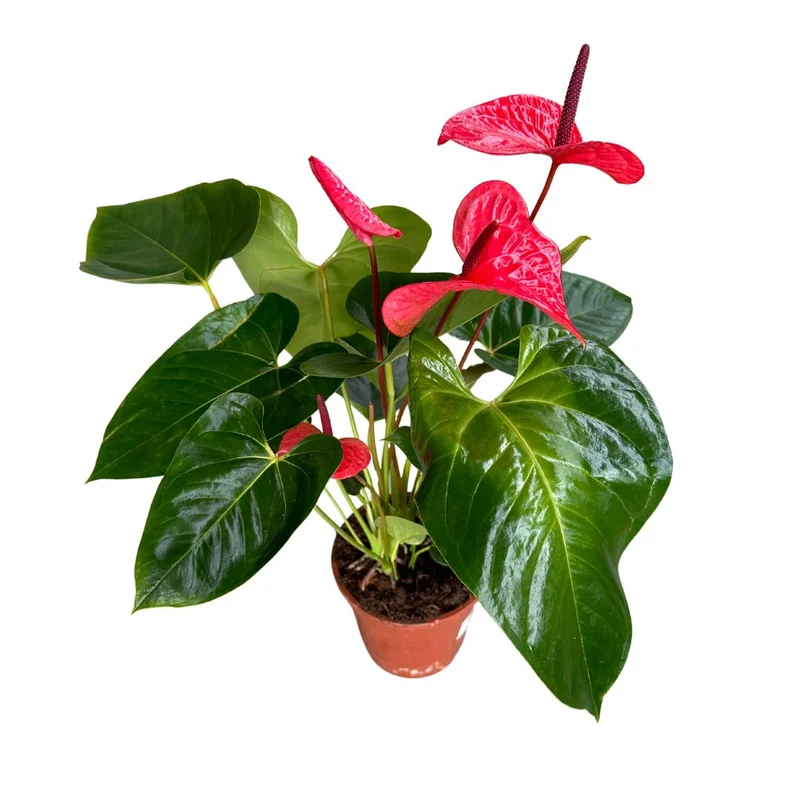 Anthurium De Colores Planta De Interior Con Vistosas Flores Maceta 14cm