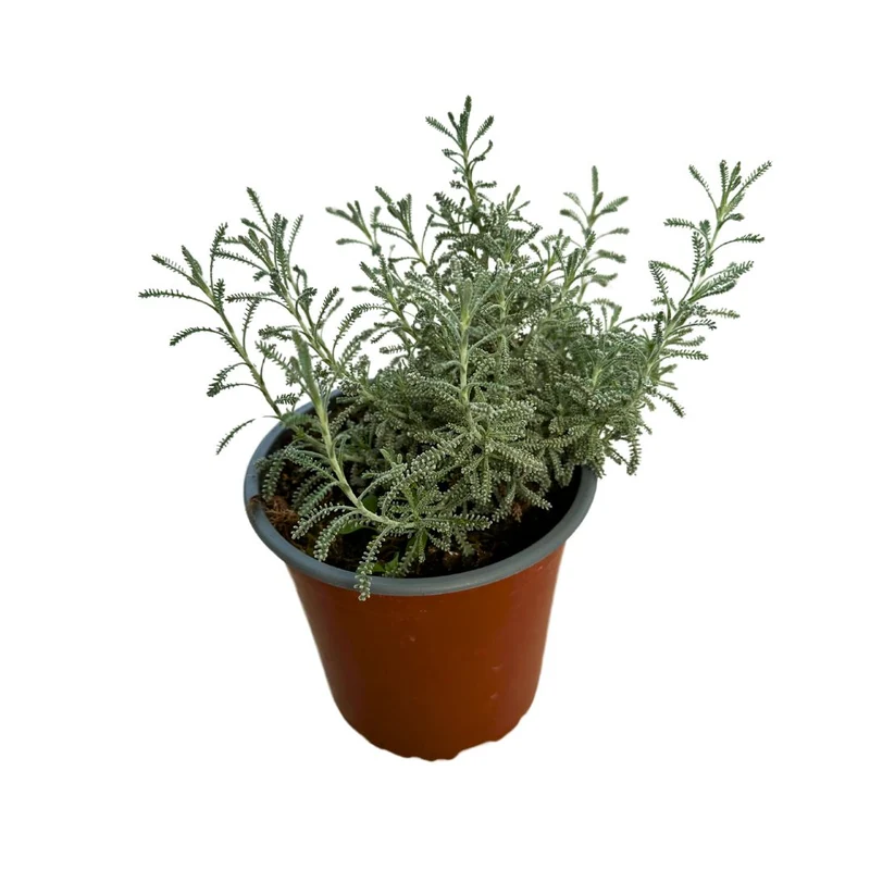Santolina Planta Ornamental Para Jardines De Bajo Mantenimiento (santolina Chamaecyparissus) Maceta 14cm