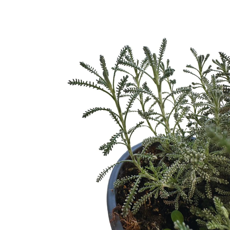 Santolina Planta Ornamental Para Jardines De Bajo Mantenimiento (santolina Chamaecyparissus) Maceta 17cm