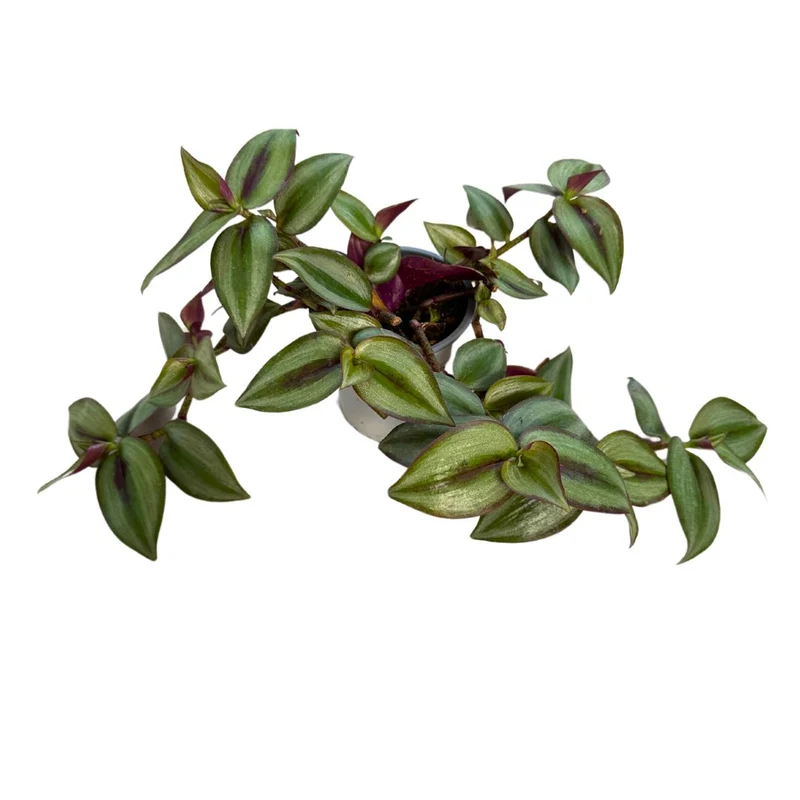 Tradescantia Planta De Amor De Hombre Maceta 15cm Colgar