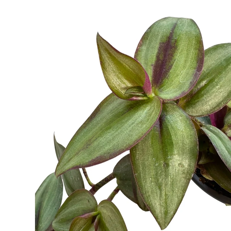 Tradescantia Planta De Amor De Hombre Maceta 15cm Colgar