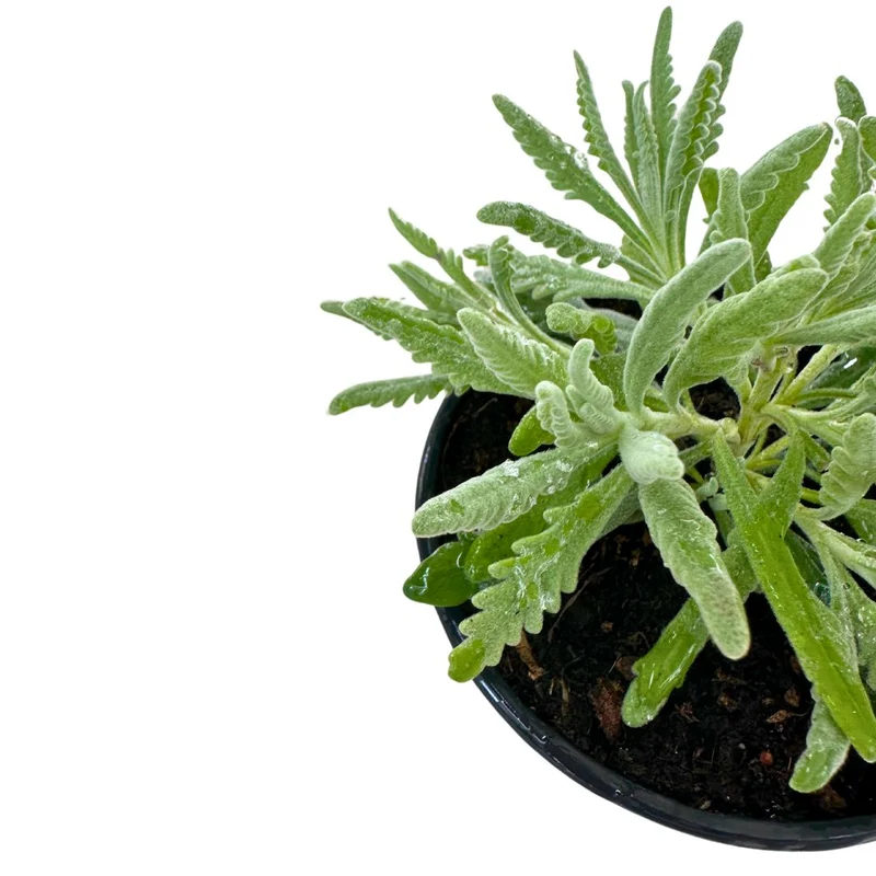 Lavanda Officinalis Planta Ornamental Para Jardines Y Macetas Maceta 11-13cm