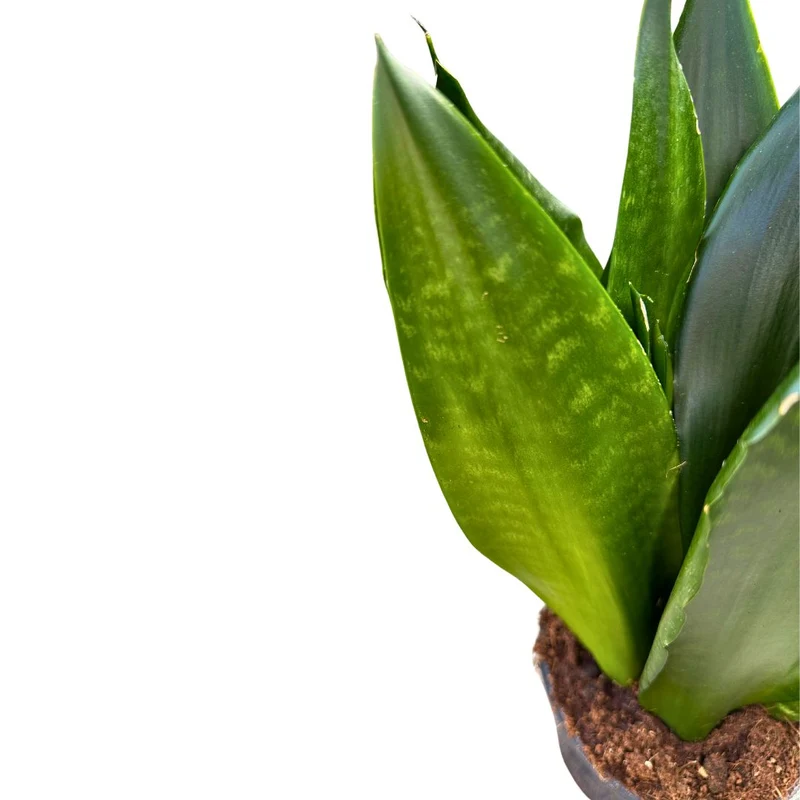 Sansevieria Zeilanica Lengua De Suegra O Espada De San Jorge Planta Muy Resistente Para Interior Maceta 14cm