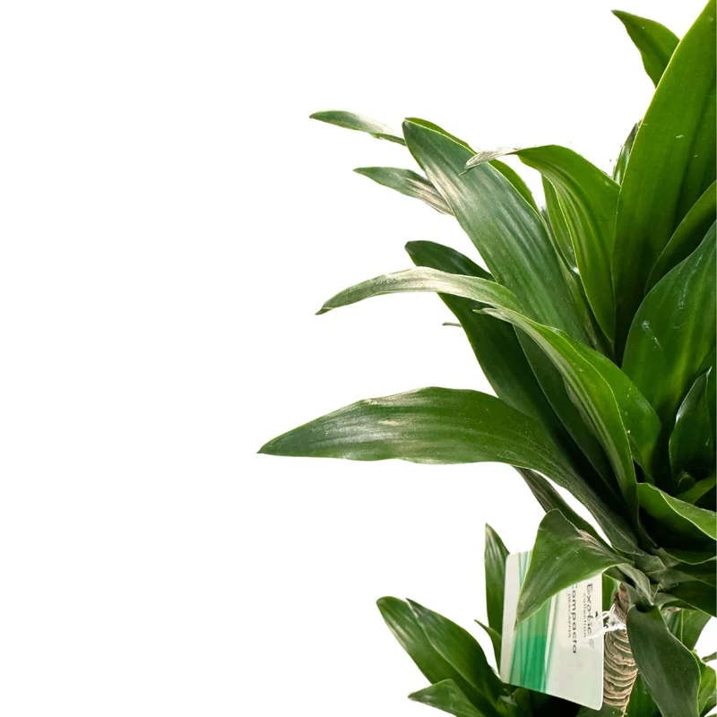 Dracena Compacta Planta De Interior M17 Maceta 17cm 2 Troncos 45/15