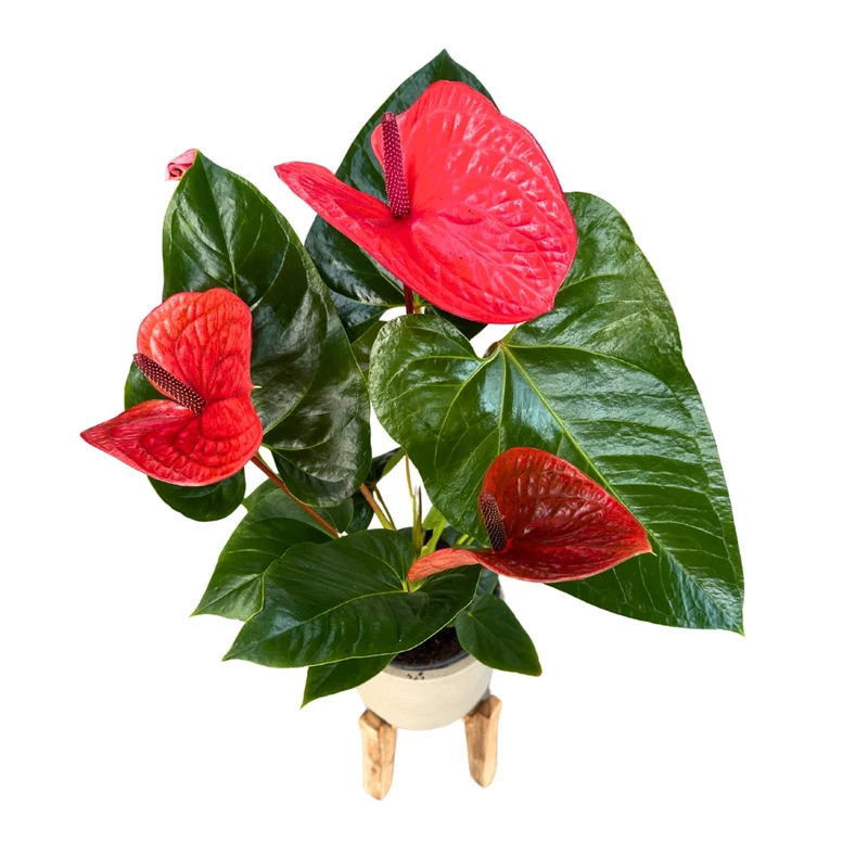 Anthurium De Colores Planta De Interior Con Vistosas Flores Maceta 17cm