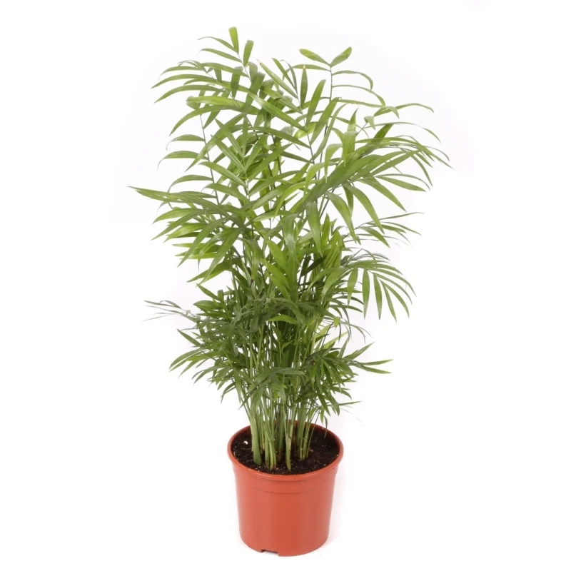 Chamaedorea Planta De Interior De Bajo Mantenimiento Maceta 12cm