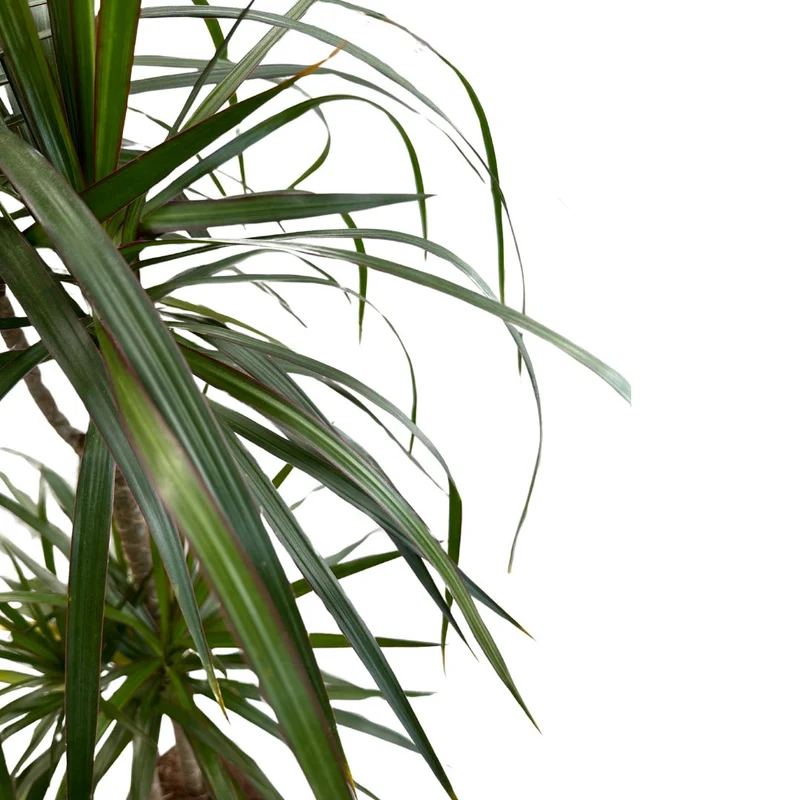 Dracena Marginata Planta De Interior (dracaena Marginata) Maceta 17cm 2 Troncos 45/15
