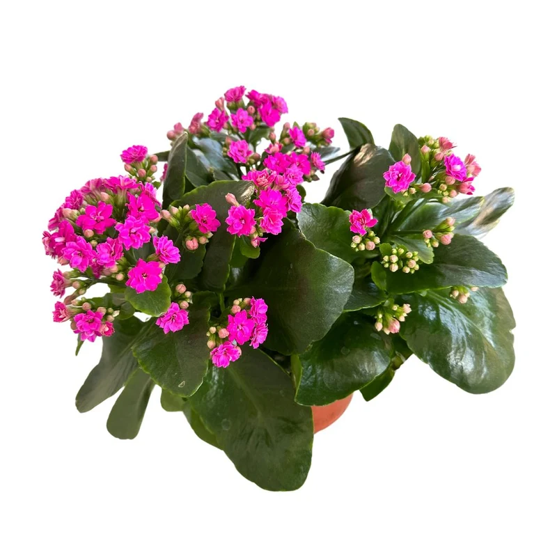Kalanchoe Flor De La Fortuna (kalanchoe Blossfeldiana) Maceta De 9cm