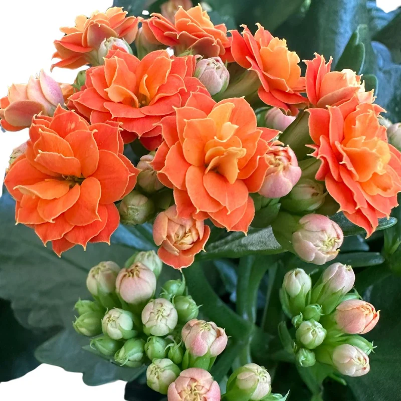Kalanchoe Flor De La Fortuna (kalanchoe Blossfeldiana) Maceta De 9cm