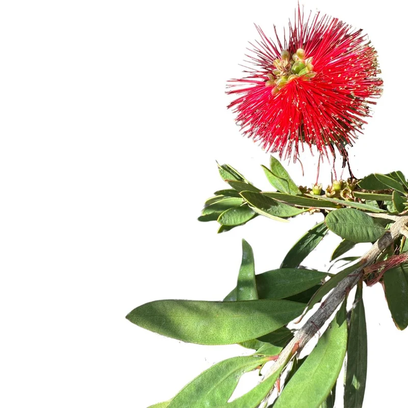Callistemo Planta Ornamental Nativa De Australia (callistemon Spp.) Maceta 17cm