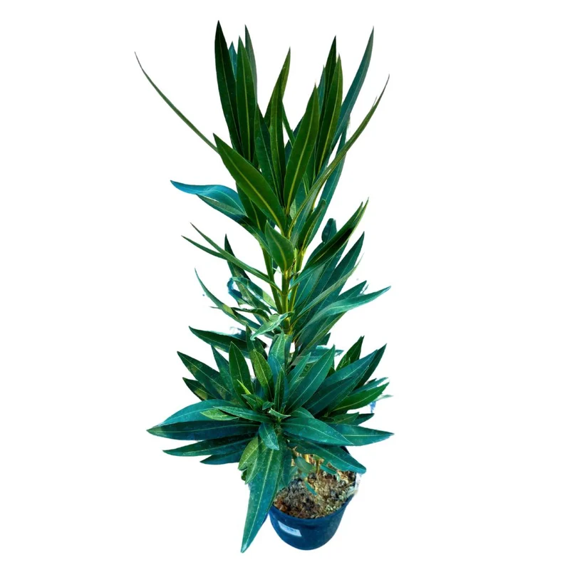 Adelfa Planta Ornamental De Jardín (nerium Oleander) Maceta 20cm