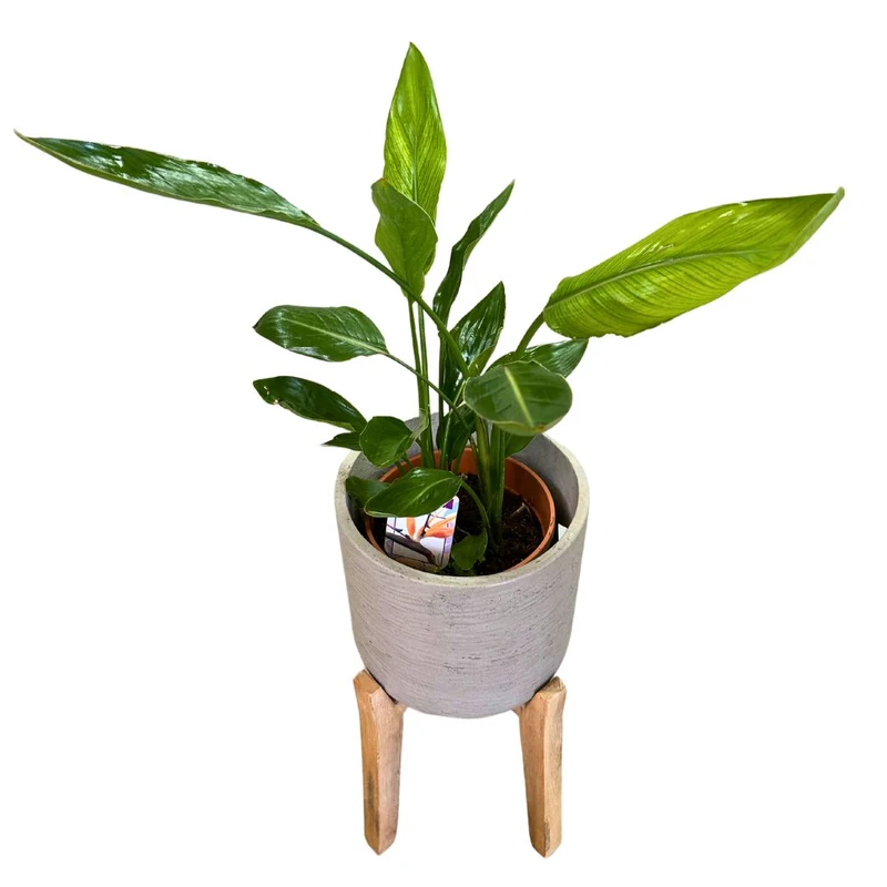 Strelitzia Reginae Planta De Jardín (ave Del Paraíso) Maceta 20cm