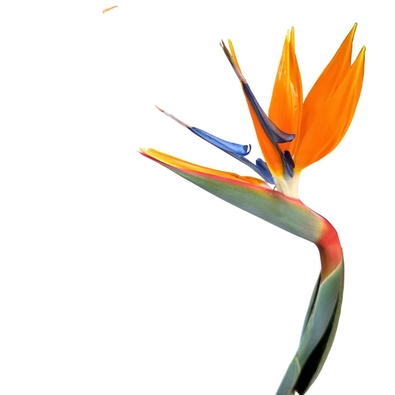 Strelitzia Reginae Planta De Jardín (ave Del Paraíso) Maceta 20cm