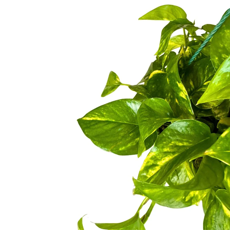 Pothos Colgante Planta De Interior Muy Resistente (epipremnum Aureum) Maceta 12cm