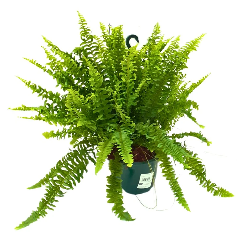 Helecho Boston Planta De Interior O Sombra (nephrolepis Exaltata) Maceta 20cm