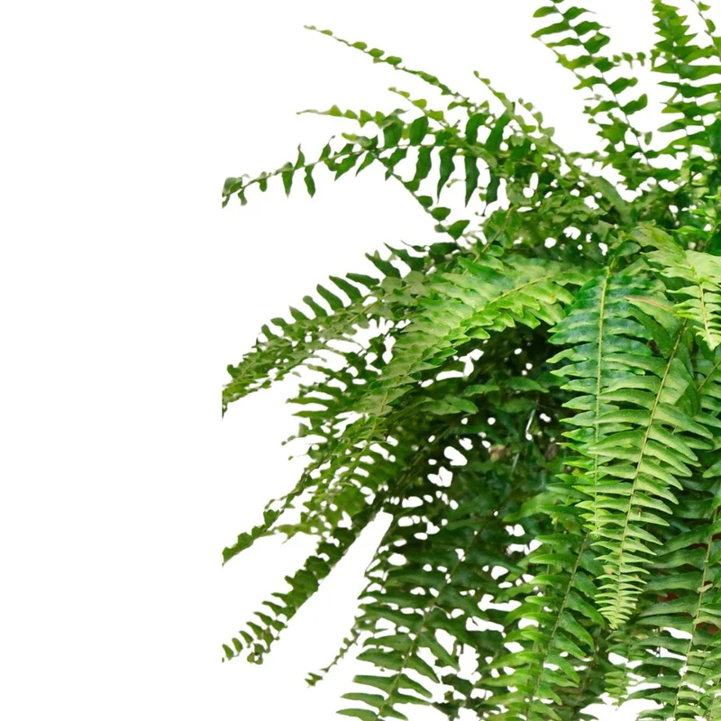 Helecho Boston Planta De Interior O Sombra (nephrolepis Exaltata) Maceta 20cm