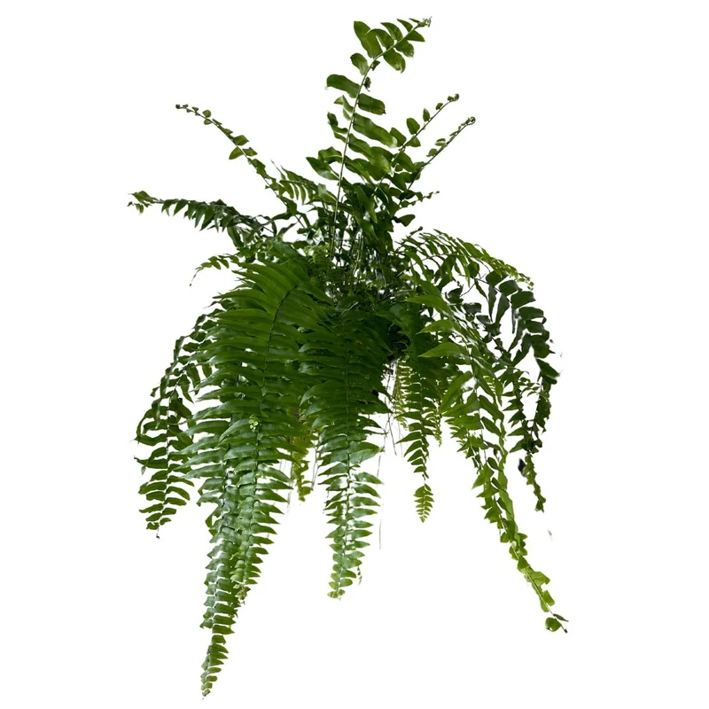 Helecho Macho Planta De Sombra O Interior Maceta 15cm