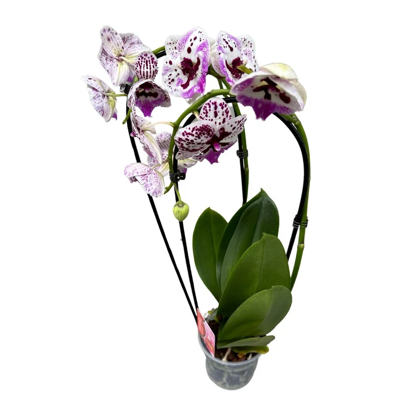 Orquídea Arco O Phalaenopsis Arco Las Reinas De La Decoración De Interior