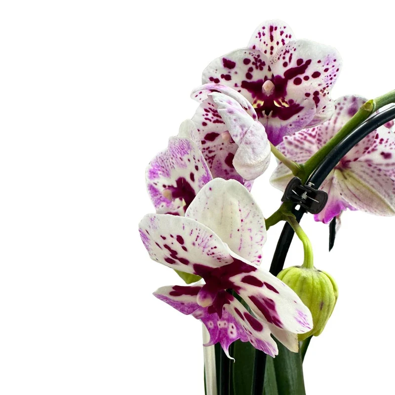 Orquídea Arco O Phalaenopsis Arco Las Reinas De La Decoración De Interior