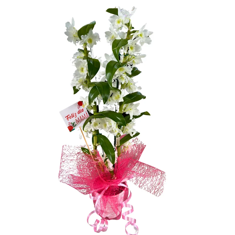 Orquídea Dendrobium Especial Para Regalo M12