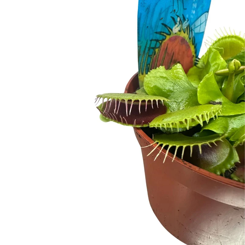 Planta Carnívora Dionaea