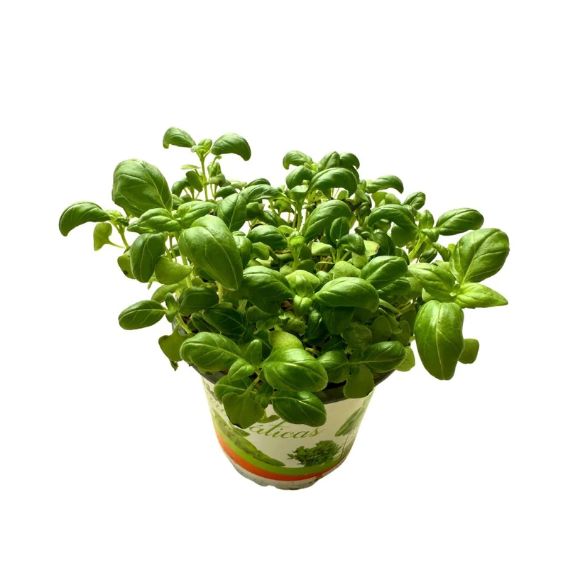 Albahaca Planta Aromática Y Medicinal (ocimum Basilicum)