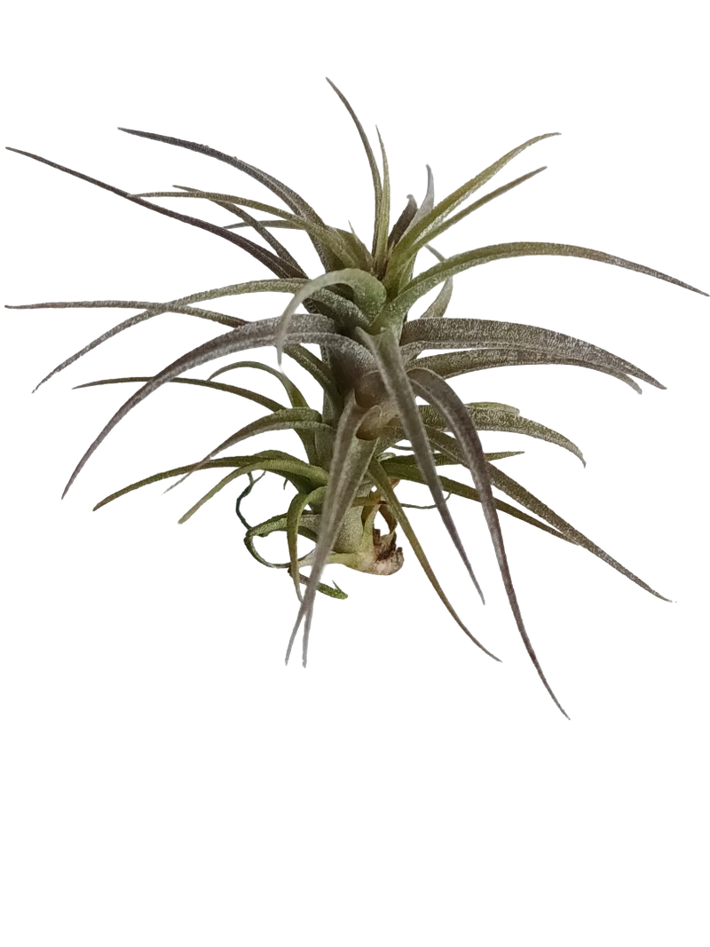 Tillandsia Latifolia Dwarf Form Planta Natural Clavel Del Aire