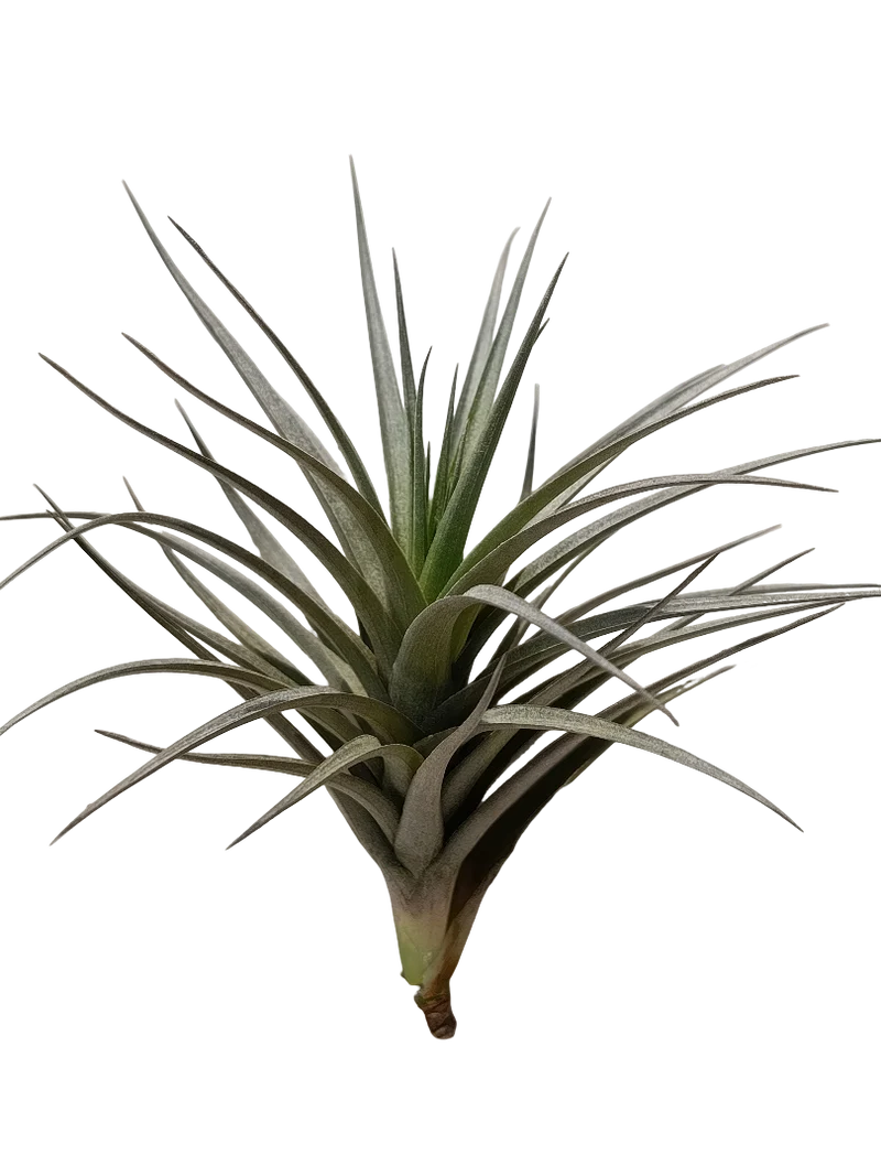 Tillandsia Aeranthos Black Planta Natural Clavel Del Aire
