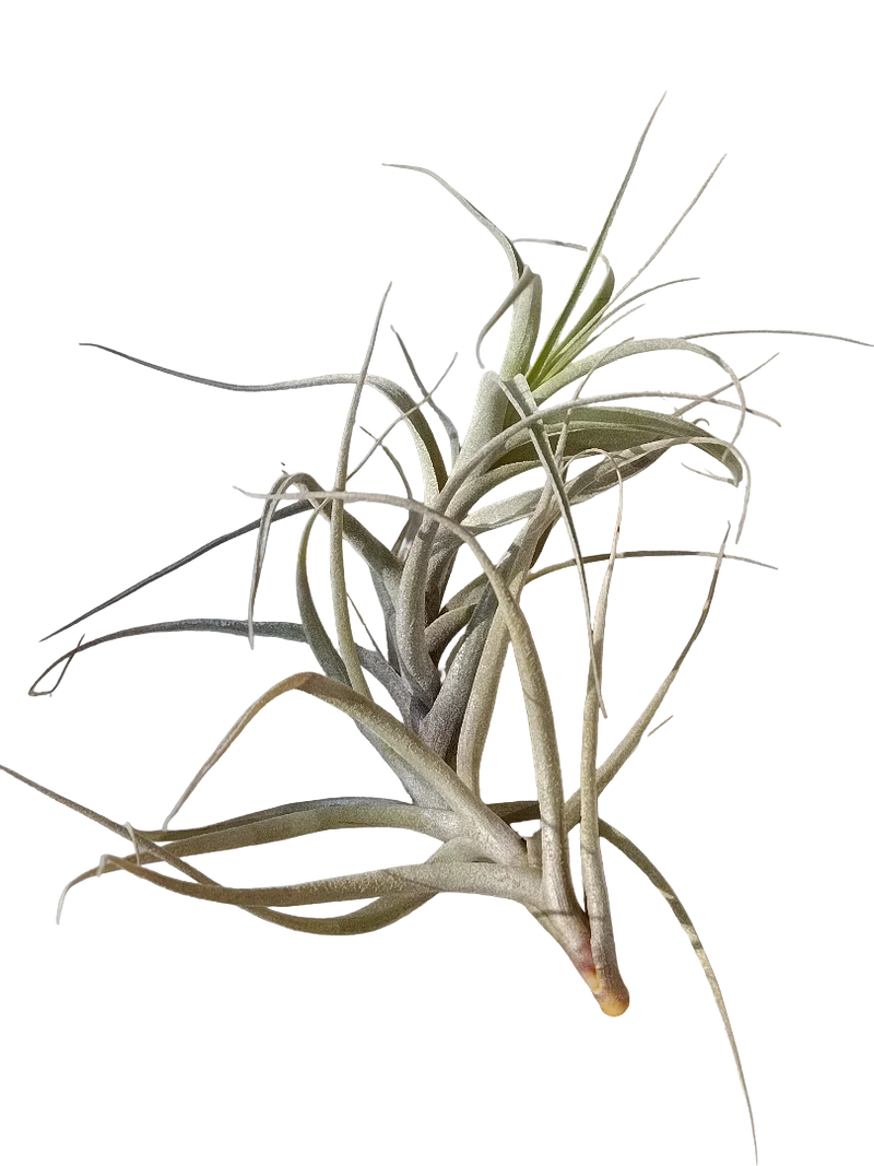 Tillandsia Incarnata Clavel Del Aire Epifito Planta Natural