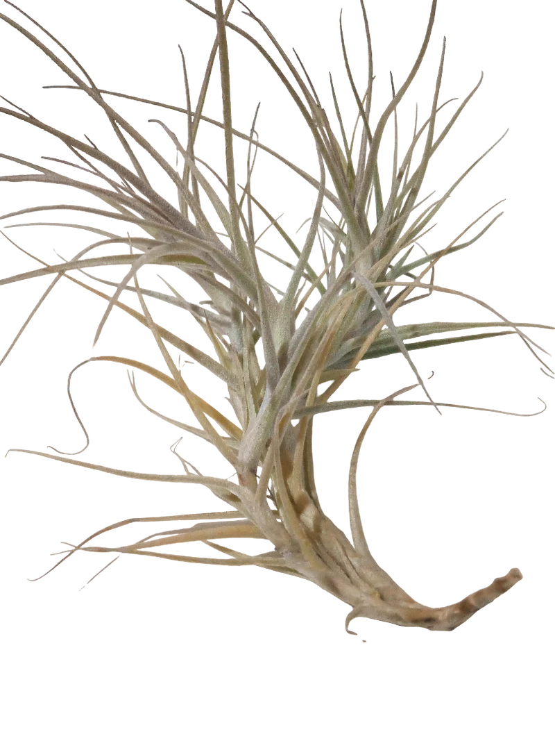 Tillandsia Caerulea Planta Natural Clavel Del Aire Colgante