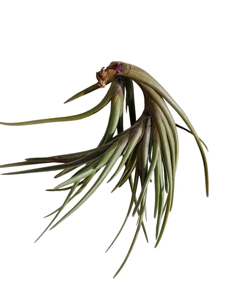 Tillandsia Albertiana Clavel Del Aire Planta Natural Epifita