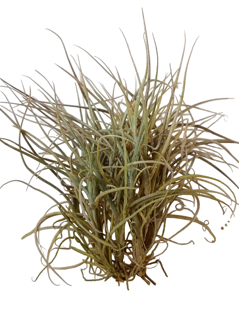Tillandsia Recurvata Planta Natural Clavel Del Aire