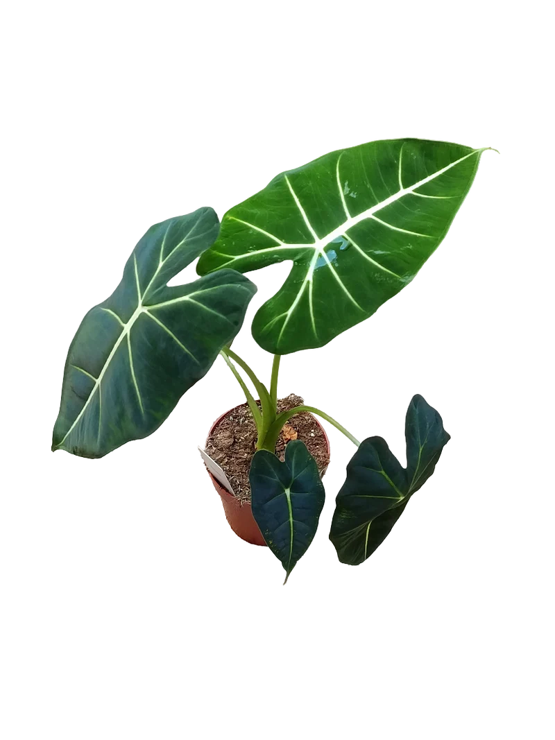 Alocasia Frydek Ø12 Planta De Interior Natural