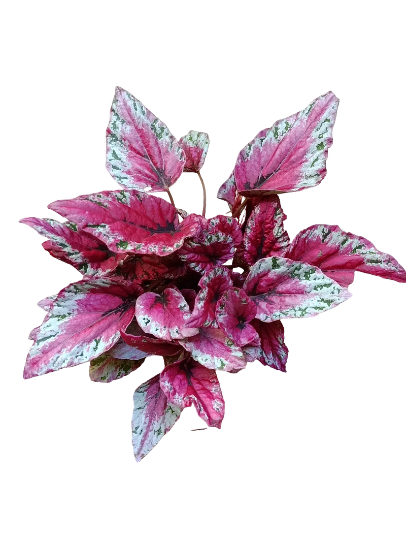 Begonia Maui Sunset Planta De Interior Hojas De Colores
